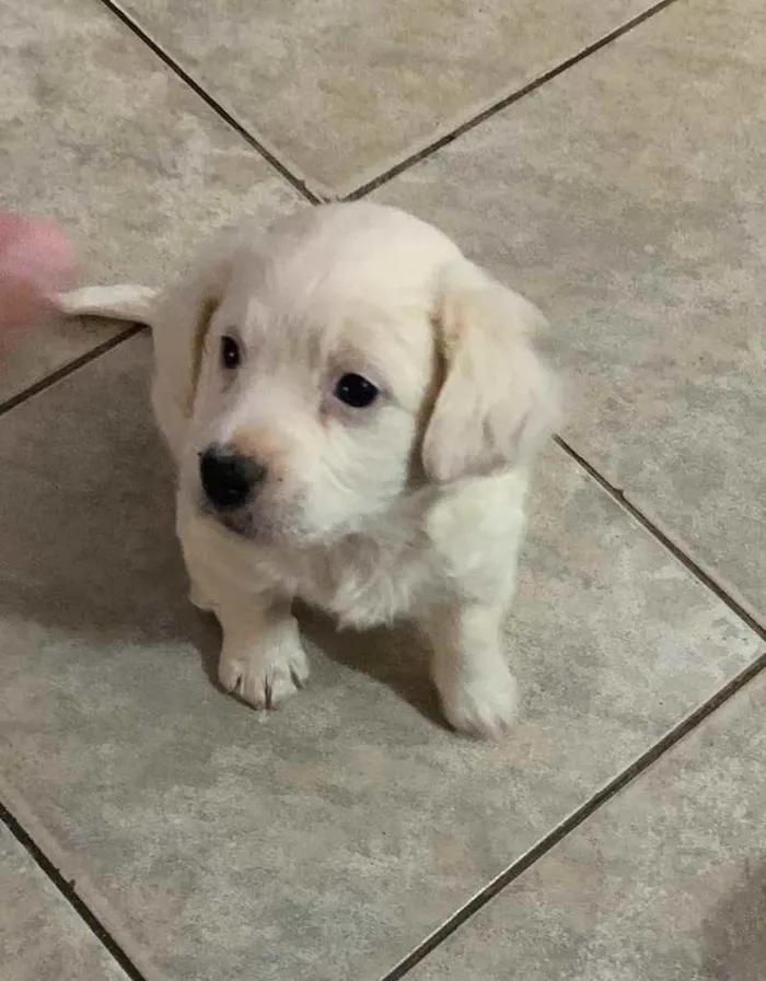 Cachorro ra a Sem raça  idade Abaixo de 2 meses nome Chantilly