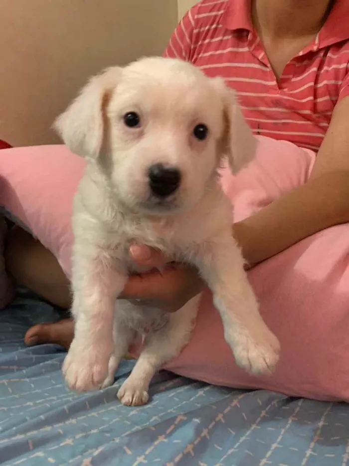 Cachorro ra a Sem raça  idade Abaixo de 2 meses nome Chantilly