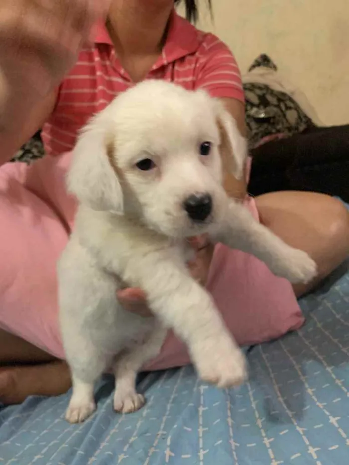 Cachorro ra a Sem raça  idade Abaixo de 2 meses nome Chantilly