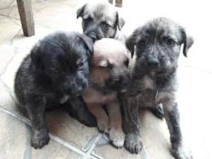 Cachorro raça  idade 2 a 6 meses nome Pepe