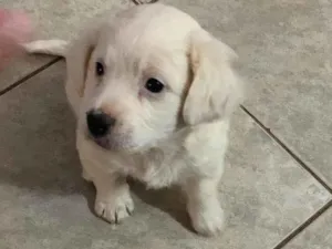 Cachorro raça Sem raça  idade Abaixo de 2 meses nome Chantilly