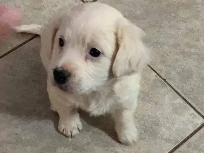 Cachorro ra a Sem raça  idade Abaixo de 2 meses nome Chantilly