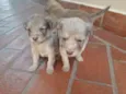 Filhotes