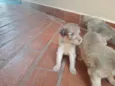 Filhotes