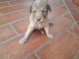 Filhotes