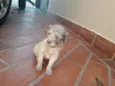 Filhotes