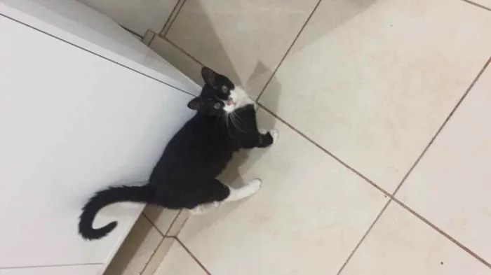 Gato ra a  idade 2 a 6 meses nome Frajola 