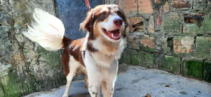 Cachorro ra a Sem Raça Definida (vira-lata) idade 3 anos nome Bola