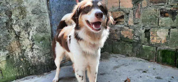 Cachorro ra a Sem Raça Definida (vira-lata) idade 3 anos nome Bola