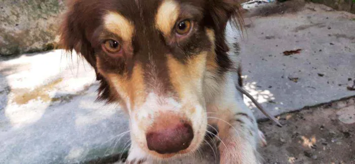 Cachorro ra a Sem Raça Definida (vira-lata) idade 3 anos nome Bola