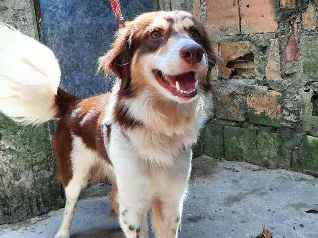 Cachorro ra a Sem Raça Definida (vira-lata) idade 3 anos nome Bola