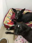 Cacau e Catucha