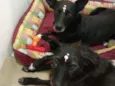 Cacau e Catucha
