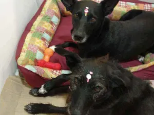 Cachorro raça SRD idade 3 anos nome Cacau e Catucha