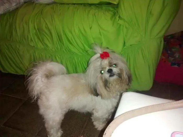 Cachorro raça Shih tzu idade 7 a 11 meses nome Luna