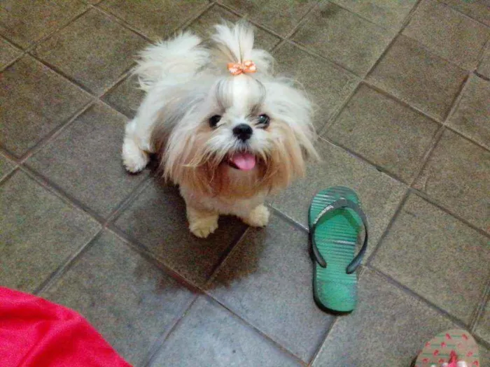 Cachorro raça Shih tzu idade 7 a 11 meses nome Luna