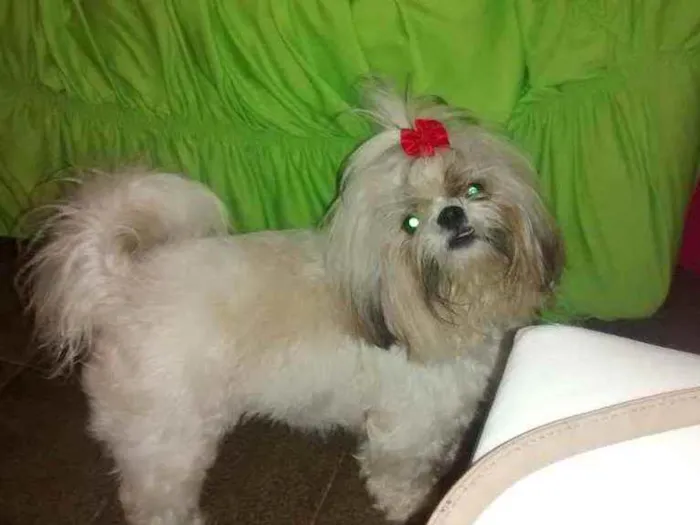 Cachorro raça Shih tzu idade 7 a 11 meses nome Luna