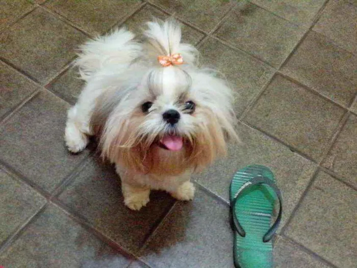 Cachorro raça Shih tzu idade 7 a 11 meses nome Luna