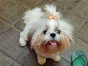 Cachorro raça Shih tzu idade 7 a 11 meses nome Luna