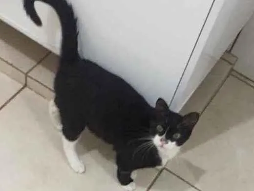 Gato ra a  idade 2 a 6 meses nome Frajola 