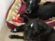 Cacau e Catucha
