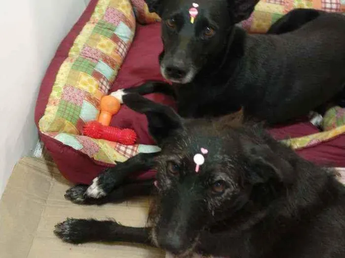 Cachorro ra a SRD idade 3 anos nome Cacau e Catucha