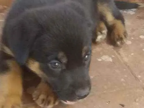 Cachorro ra a Sem raça idade 2 a 6 meses nome Pandora