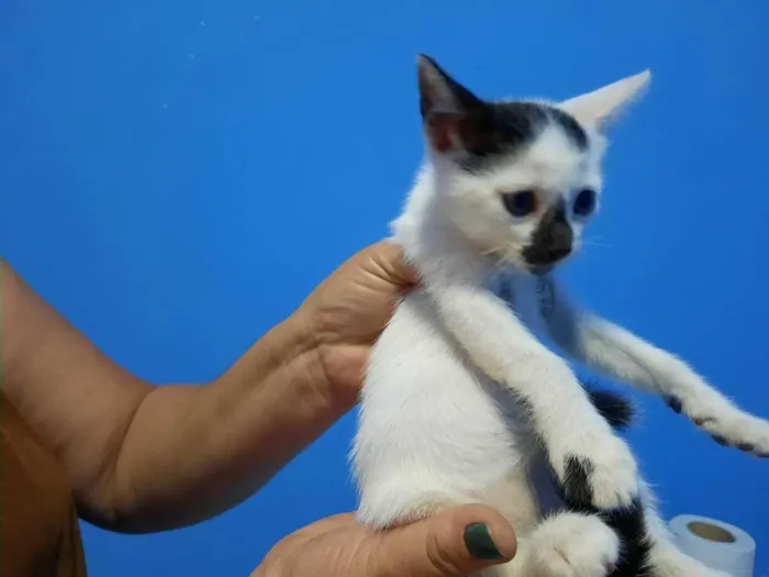 Gato ra a SRD-ViraLata idade Abaixo de 2 meses nome Ninhada