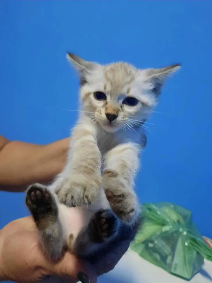 Gato ra a SRD-ViraLata idade Abaixo de 2 meses nome Ninhada