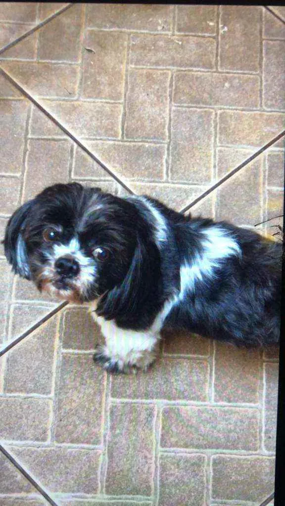 Cachorro ra a Lhasa apso idade 6 ou mais anos nome Lupy