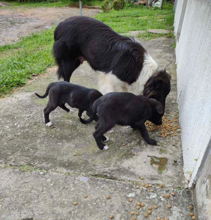 Cachorro ra a Mistura border collie idade 2 a 6 meses nome Lindos filhotes