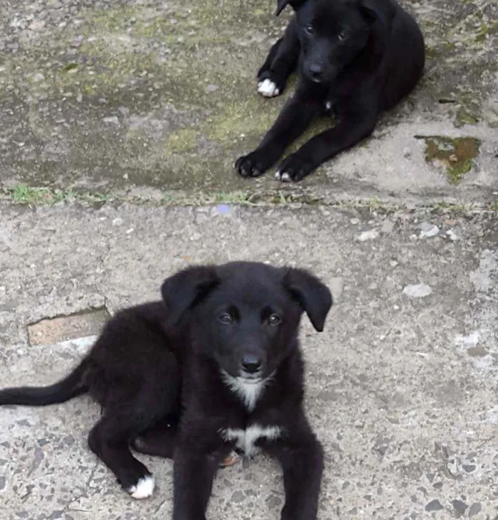 Cachorro ra a Mistura border collie idade 2 a 6 meses nome Lindos filhotes