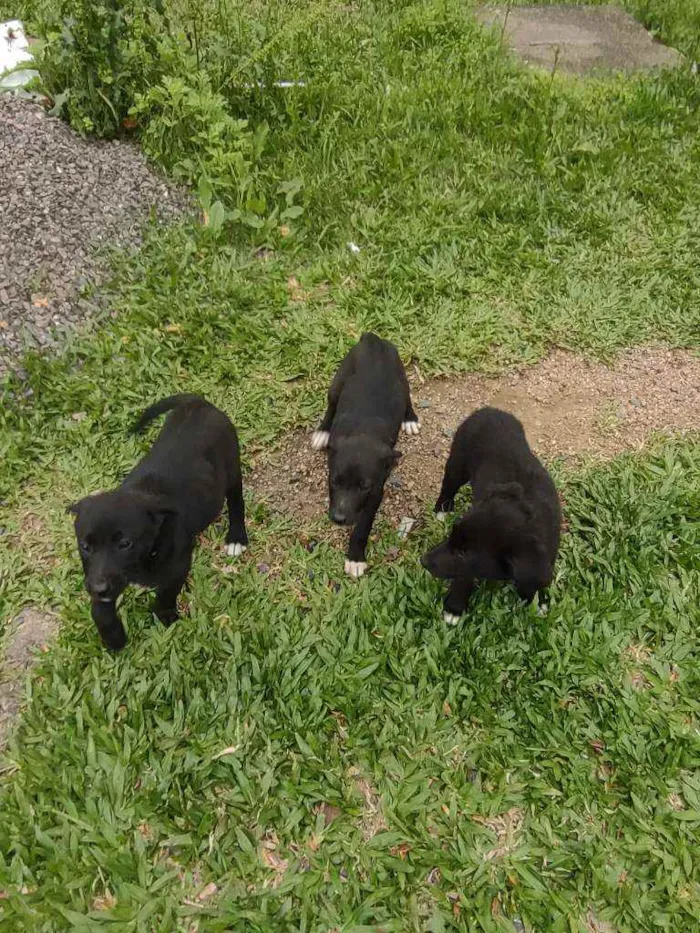 Cachorro ra a Mistura border collie idade 2 a 6 meses nome Lindos filhotes