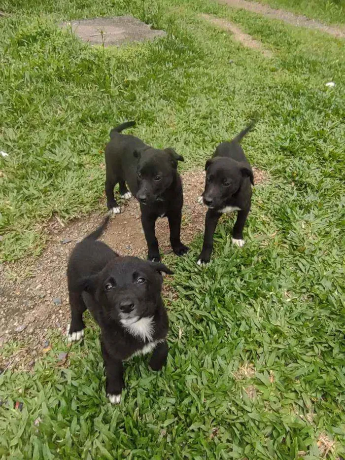 Cachorro ra a Mistura border collie idade 2 a 6 meses nome Lindos filhotes