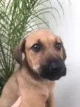 Cachorro raça SRD idade 2 a 6 meses nome Sem nome