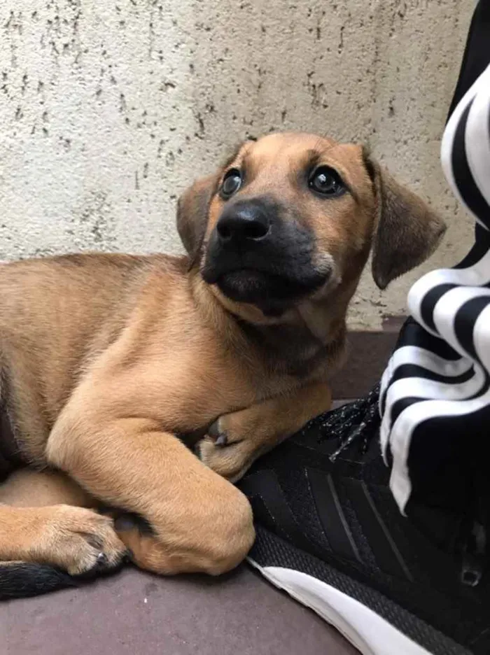 Cachorro raça SRD idade 2 a 6 meses nome Sem nome