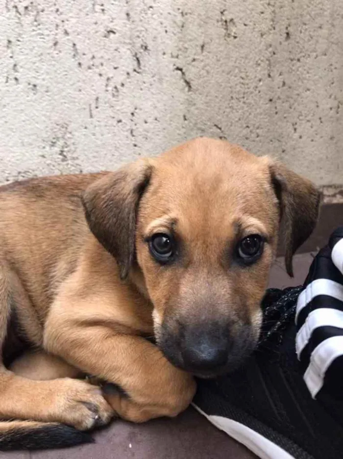 Cachorro raça SRD idade 2 a 6 meses nome Sem nome