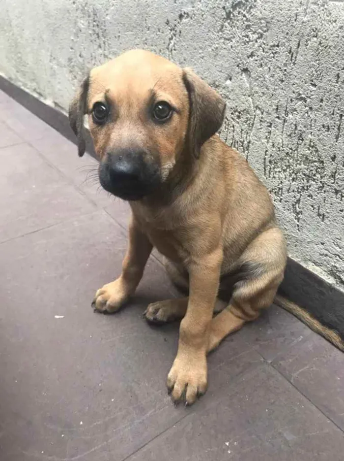 Cachorro raça SRD idade 2 a 6 meses nome Sem nome