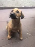 Cachorro raça SRD idade 2 a 6 meses nome Sem nome