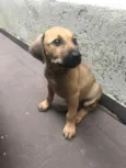 Cachorro raça SRD idade 2 a 6 meses nome Sem nome