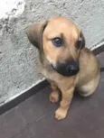 Cachorro raça SRD idade 2 a 6 meses nome Sem nome