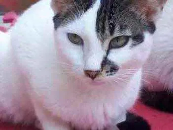 Gato raça SRD  idade 7 a 11 meses nome Sem Nome