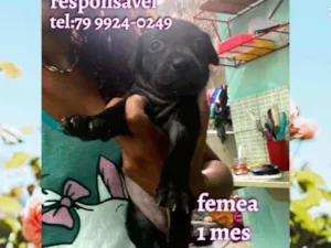 Cachorro raça Srd idade Abaixo de 2 meses nome Filhote