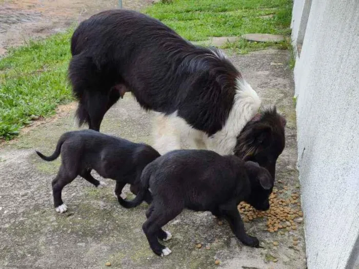 Cachorro ra a Mistura border collie idade 2 a 6 meses nome Lindos filhotes