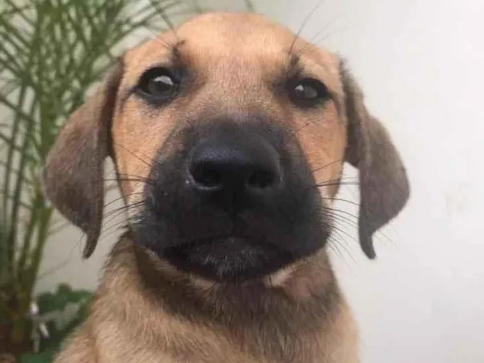 Cachorro raça SRD idade 2 a 6 meses nome Sem nome
