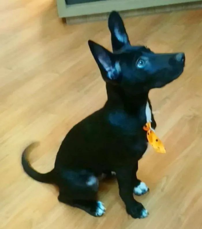 Cachorro raça SRD-ViraLata idade 2 a 6 meses nome COOKIE