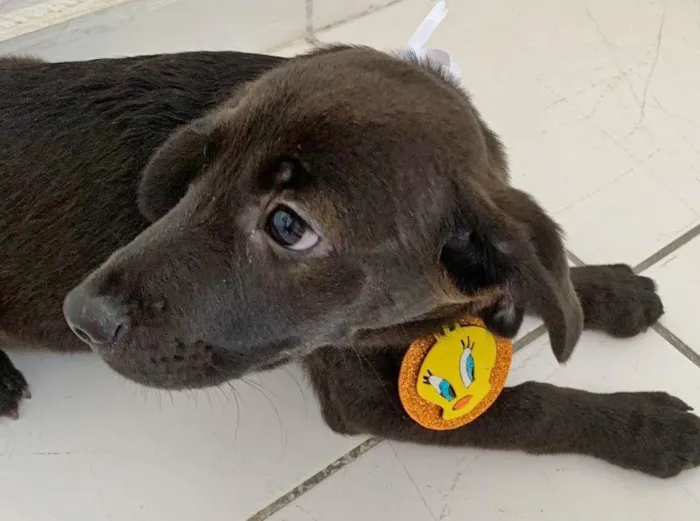 Cachorro raça SRD-ViraLata idade  nome FRED