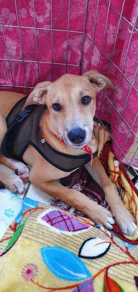 Cachorro ra a SRD idade 2 a 6 meses nome MARLEY