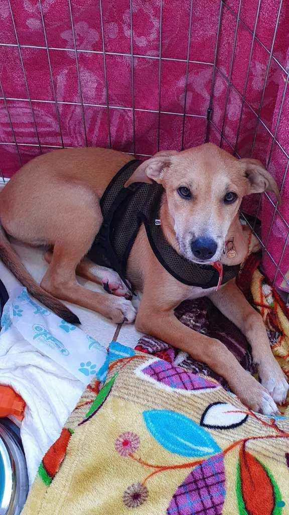 Cachorro ra a SRD idade 2 a 6 meses nome MARLEY