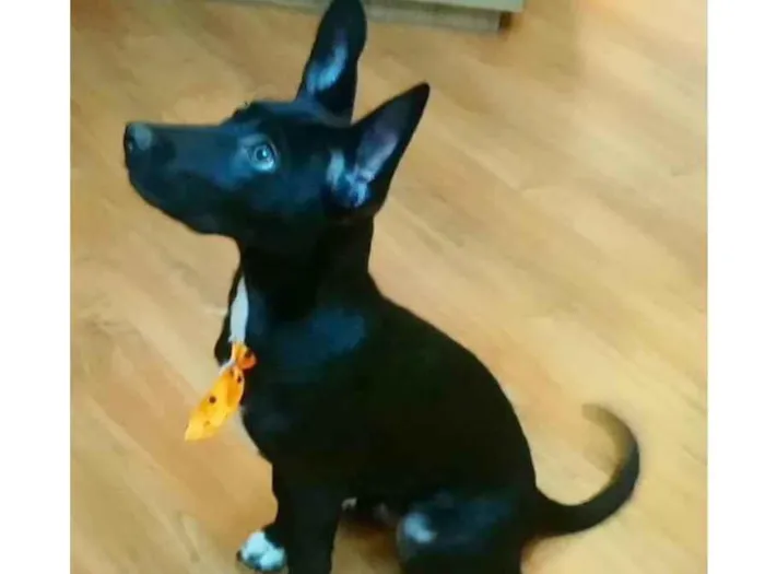 Cachorro raça SRD-ViraLata idade 2 a 6 meses nome COOKIE